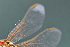 Libellula Sympetrum ? s, S. fonscolombii